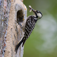 Red-cockaded Woodpecker